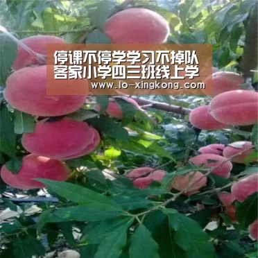 停课不停学学习不掉队客家小学四三班线上学习很精彩!‘星空体育app’(图1) 星空体育官网